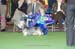 Crufts-2008125