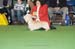 Crufts-2008127