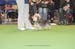 Crufts-2008128