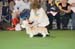 Crufts-2008130
