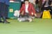 Crufts-2008132