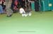Crufts-2008133