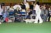 Crufts-2008134