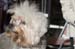 Crufts-200814