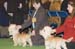 Crufts-2008142