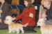 Crufts-2008143