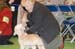 Crufts-2008144