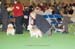 Crufts-2008145