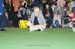 Crufts-2008149