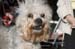 Crufts-200815