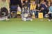 Crufts-2008152