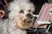 Crufts-200816