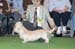 Crufts-2008161