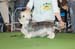 Crufts-2008165