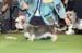 Crufts-2008166