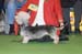 Crufts-2008167