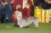 Crufts-2008168