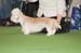 Crufts-2008169