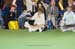 Crufts-2008170