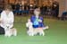 Crufts-2008174