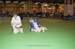 Crufts-2008178