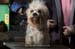Crufts-200819