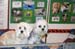 Crufts-2008196