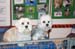 Crufts-2008198