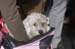 Crufts-200822