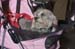 Crufts-200823