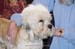 Crufts-200829