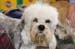 Crufts-200830