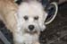 Crufts-200831