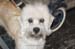 Crufts-200832