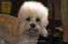 Crufts-200835