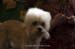 Crufts-200836