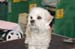 Crufts-200838