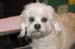 Crufts-200840