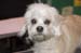 Crufts-200841