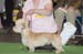 Crufts-200844
