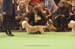 Crufts-200850