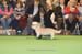 Crufts-200852