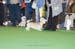 Crufts-200853