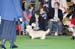 Crufts-200855