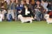Crufts-200859