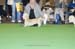 Crufts-200862