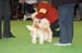 Crufts-200864