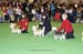 Crufts-200865
