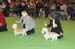 Crufts-200866