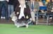 Crufts-200867